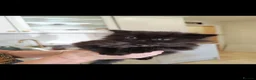 Mixed Breed cats for sale: 2 Beautiful 8 week old kittens for sale in Salisbury - Advert 2