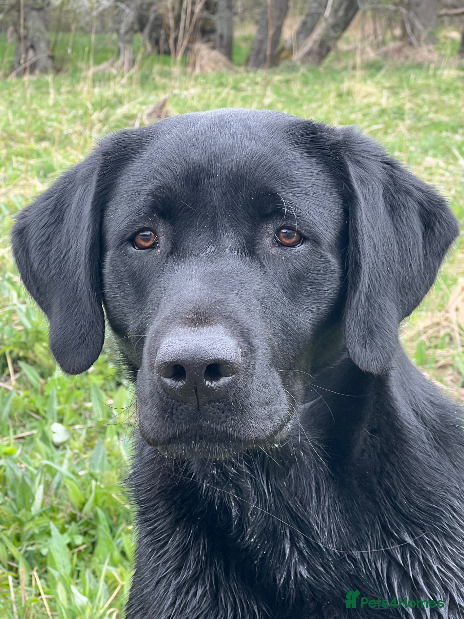 Labrador Retriever dogs Handsome Working Black Labrador at stud  - Advert 8