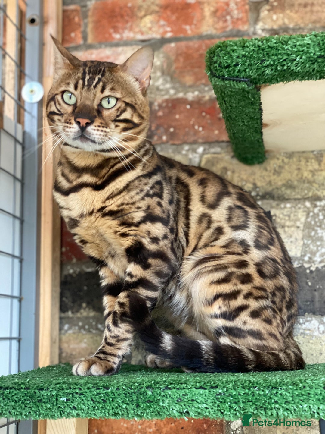 Bengal cats for sale: Top quality pure breed bangal kittens available  - Image 20