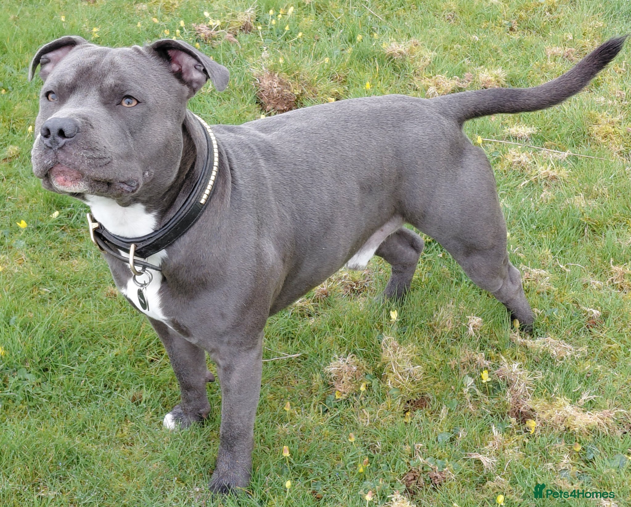 Staffordshire Bull Terrier dogs Blue staffordshire bull terrier for stud - Advert 6