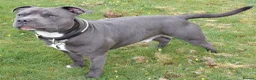Staffordshire Bull Terrier dogs for stud: Blue staffordshire bull terrier for stud - Advert 1