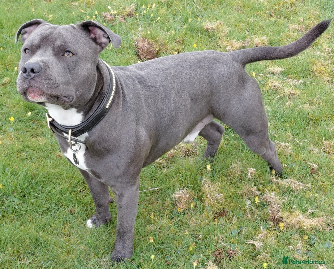 Staffordshire Bull Terrier dogs for stud: Blue staffordshire bull terrier for stud - Advert 1