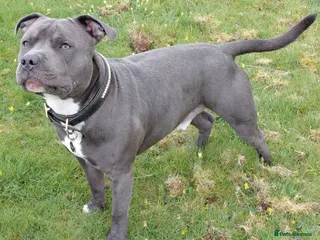 Staffordshire Bull Terrier dogs Blue staffordshire bull terrier for stud - Advert 6
