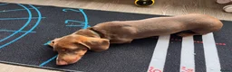 Dachshund dogs for sale: Male Dachshund  in Pontefract - Advert 5
