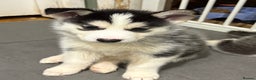 Siberian Husky dogs for sale: Siberian huskies 4 girls and 1 boy - Advert 5