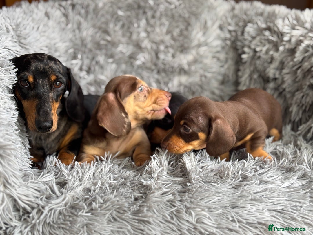 Miniature Dachshund dogs for sale: Gorgeous PRA Clear KC Reg Miniature Dachshund  - Image 10