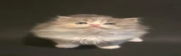 Scottish Fold cats for sale: 3x Scottish ×Siberian kittens  - Advert 7