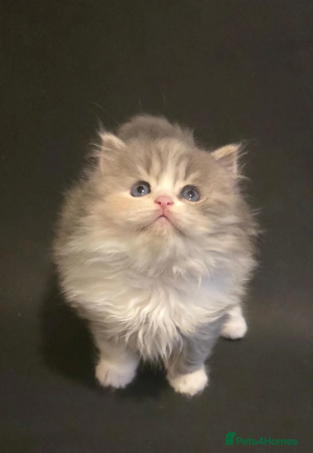 Scottish Fold cats for sale: 3x Scottish ×Siberian kittens  - Advert 7