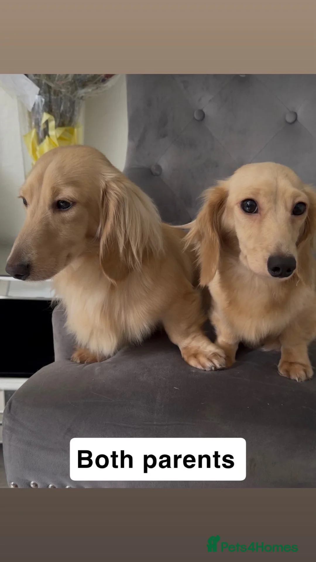 Dachshund dogs for sale: Selling miniature cream long hair puppies.  - Advert 2
