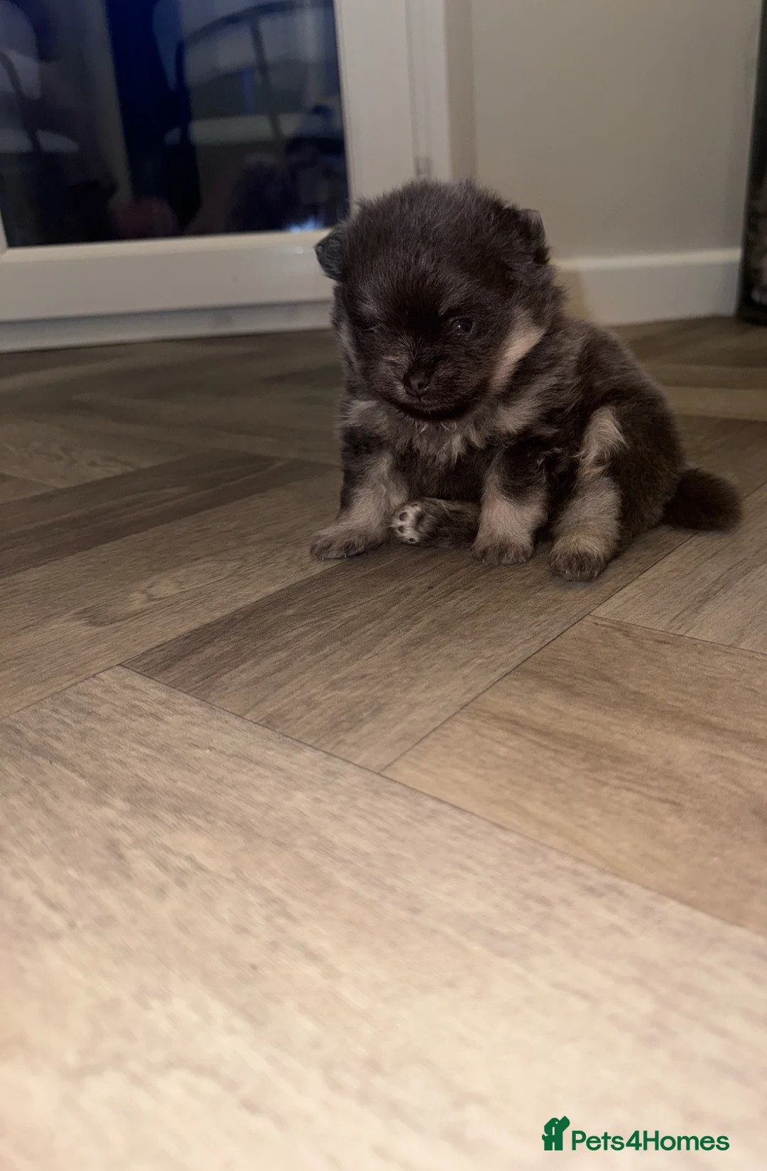 Pomeranian dogs for sale: Toy Pomeranian  - Advert 2