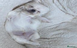 Chihuahua dogs for sale: Two white Chihuahua puppies  - Image 16