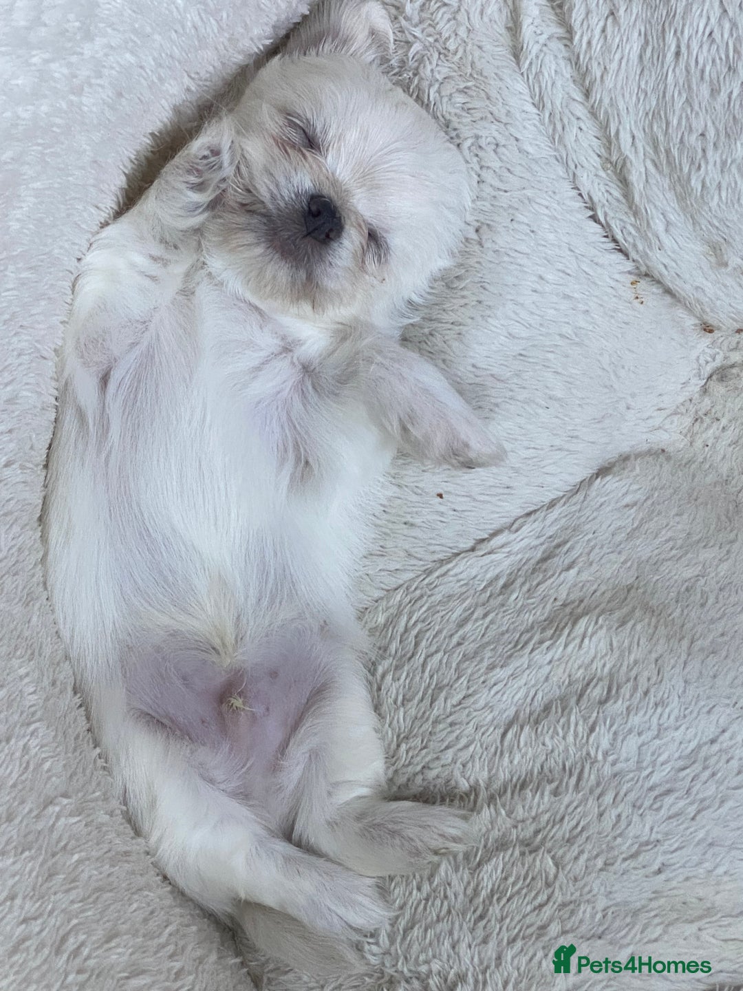 Chihuahua dogs for sale: Two white Chihuahua puppies  - Image 16