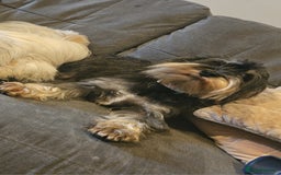 Miniature Schnauzer dogs for sale: 3 years old beautiful kc reg miniature schnauzer  - Image 2