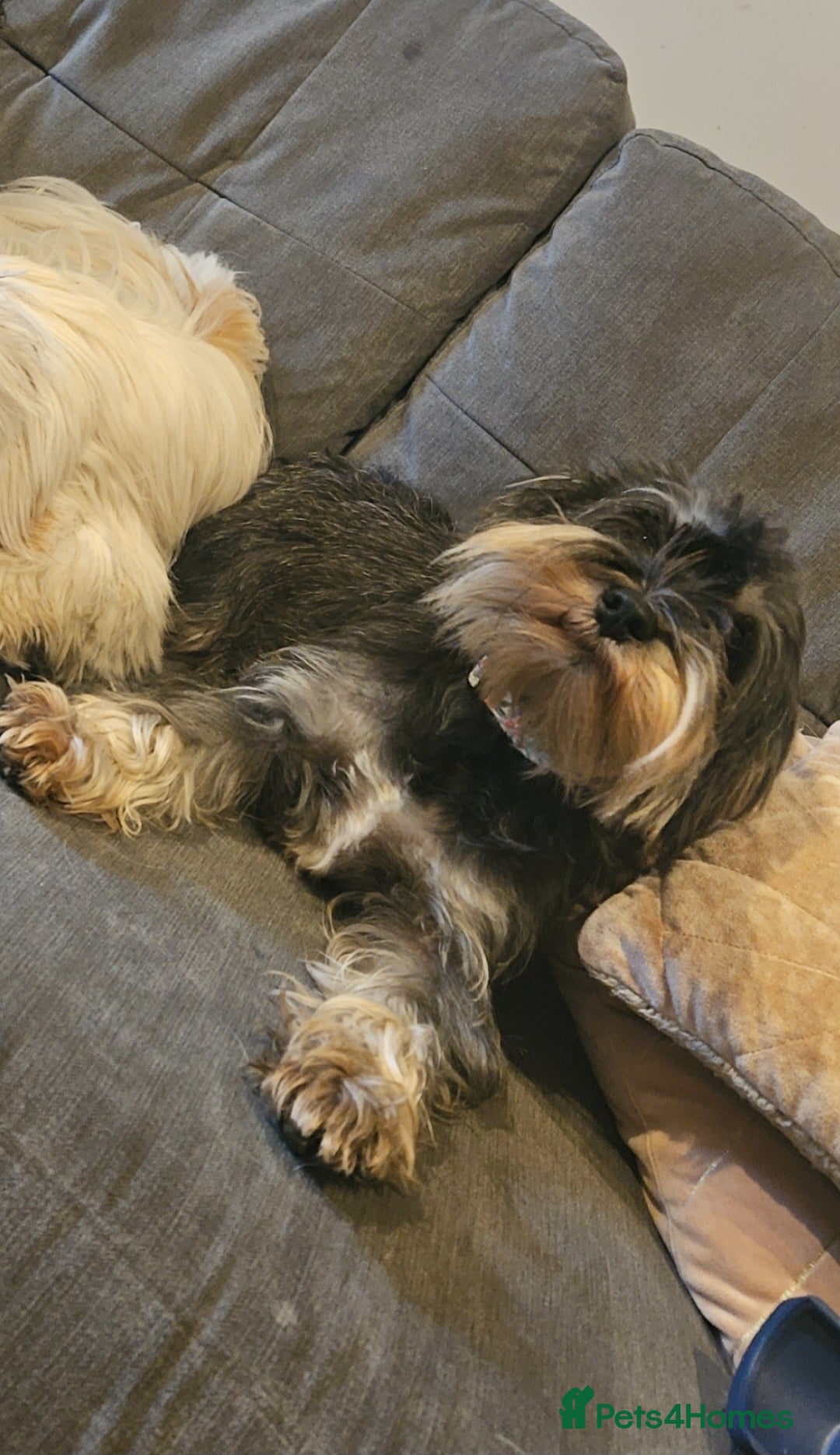 Miniature Schnauzer dogs for sale: 3 years old beautiful kc reg miniature schnauzer  - Image 2