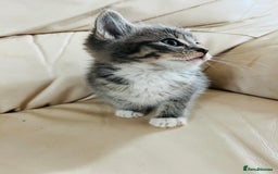 Mixed Breed cats for sale: Cute male cat  - Image 3