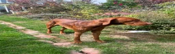 Hungarian Vizsla dogs for sale: 18 month old make vizsla for rehome - Advert 3