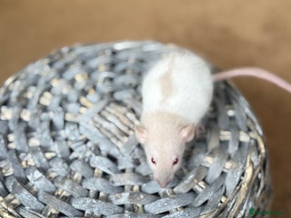 Rat rodents - Advert 23