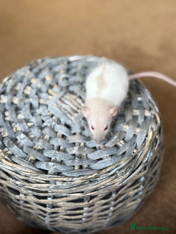 Rat rodents - Advert 2