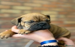 Mixed Breed dogs for sale: Bulldog de Bordeaux  - Image 31