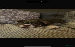 English Bulldog dogs for stud: 🔥FURY🔥 - Image 15