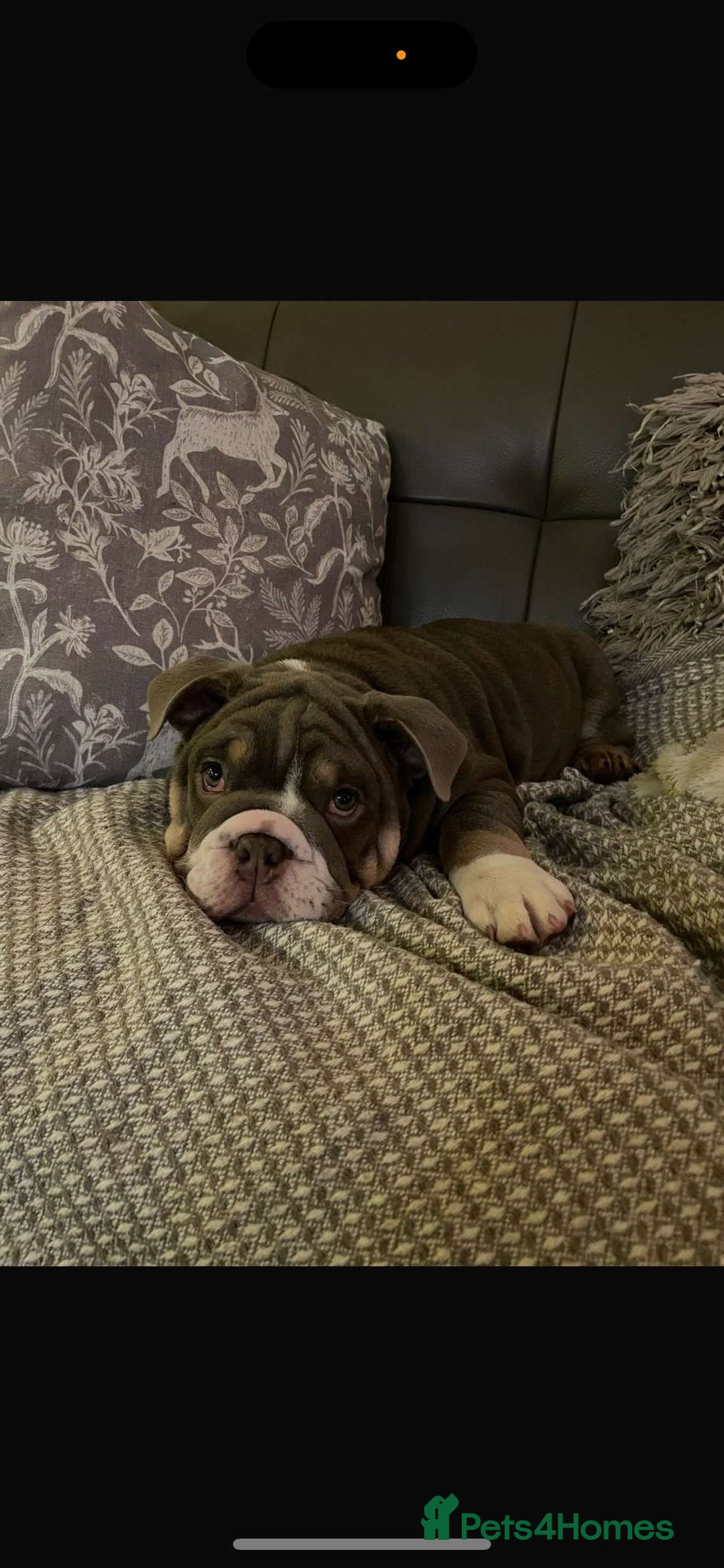 English Bulldog dogs for stud: 🔥FURY🔥 - Image 15