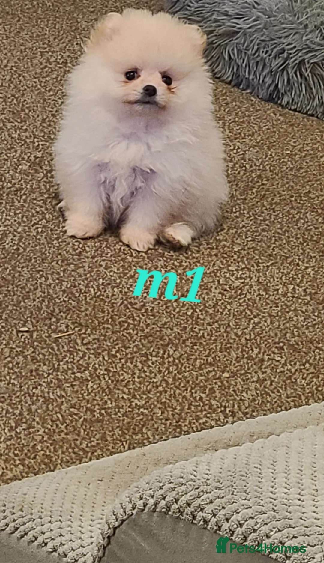 Pomeranian dogs for sale: Kc registered pomeranian puppies - Advert 8