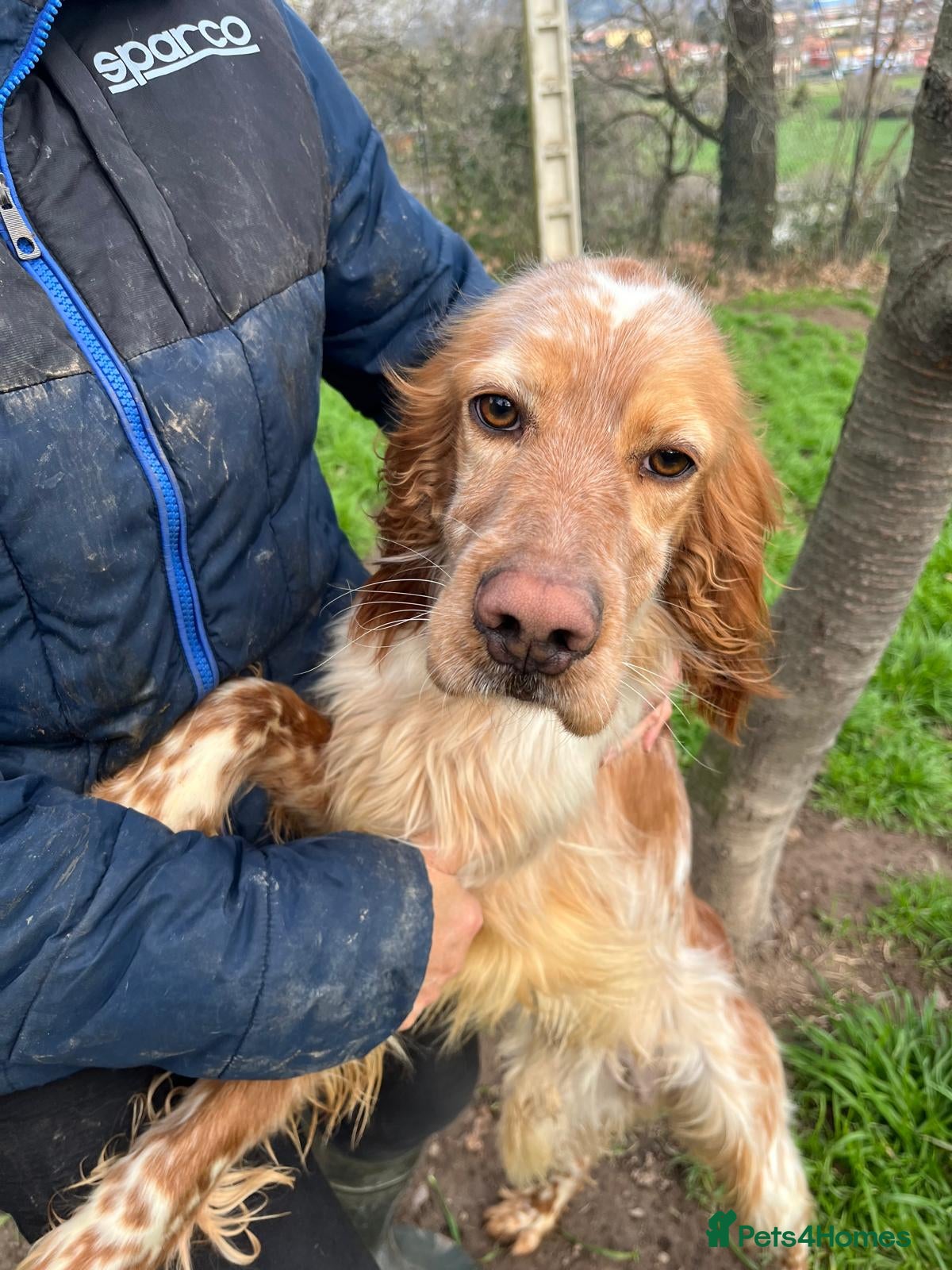 English Setter dogs Tito  - Advert 2