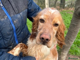 English Setter dogs Tito - Advert 2