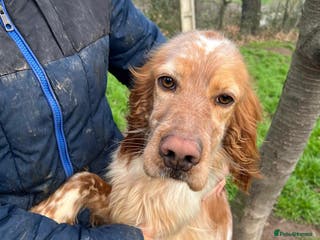 English Setter dogs Tito - Advert 11