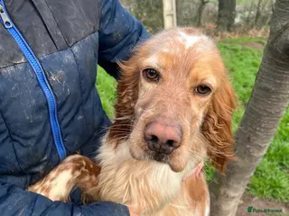 English Setter dogs Tito - Advert 16