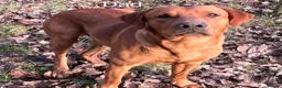 Labrador Retriever dogs for sale: Gorgeous fox red Labrador female puppies - Advert 6