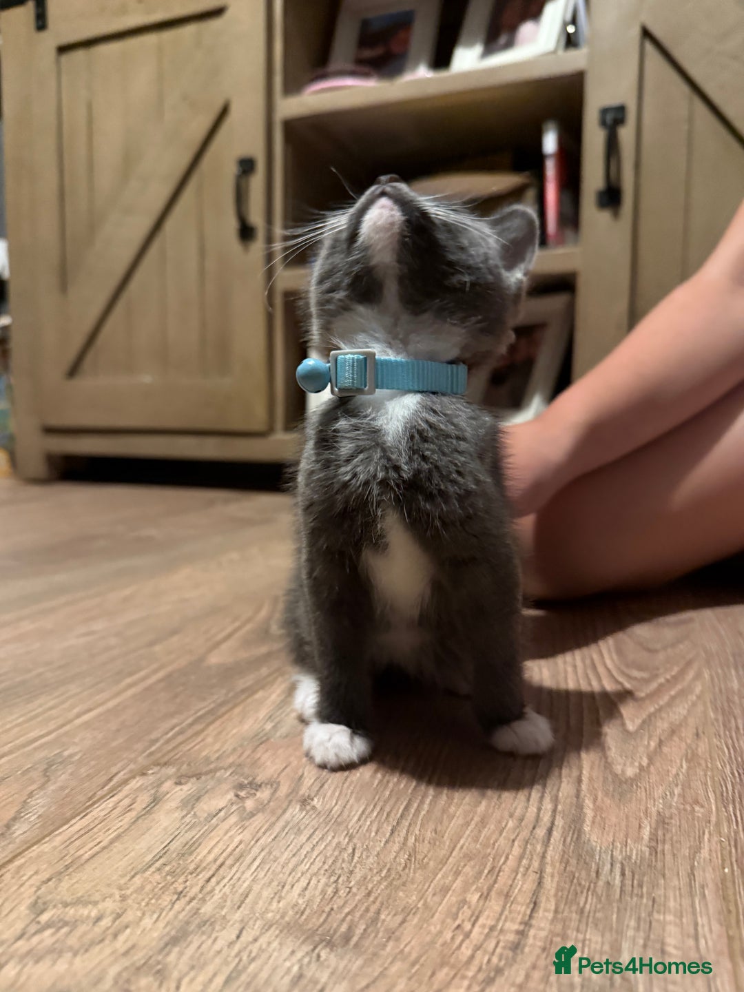 Mixed Breed cats for sale: Kittens  - Image 10