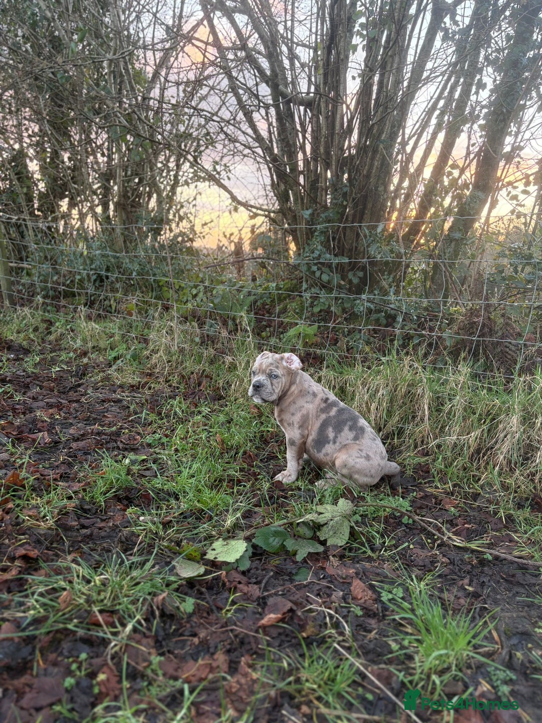 Olde English Bulldogge dogs for sale: 3 male puppy Olde English Bulldogges left - Advert 21