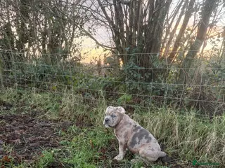 Olde English Bulldogge dogs 3 male puppy Olde English Bulldogges left - Advert 17