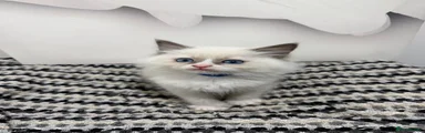 Ragdoll Kitten 3 - blue collar