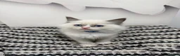 Ragdoll cats for sale: TICA Pedigree Ragdolls Kittens  - Advert 19