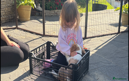 Cavalier King Charles Spaniel dogs for sale: Cavalier King Charles Spaniel  - Image 25