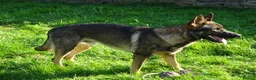 German Shepherd dogs for sale: Exceptional GSD Kc Czech working line  - Advert 16