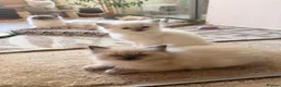 Ragdoll cats for sale: Beautiful Dolls 💙🐱 - Advert 7