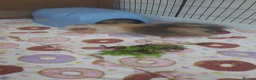 Guinea Pig rodents for sale: 2 Lunkarya guineas with cage and accessories  - Advert 9