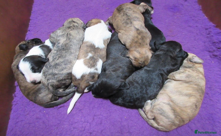 Mixed Breed dogs - Advert 12