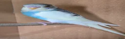 Budgerigars birds for sale: Gorgeous Baby Budgies - Advert 5