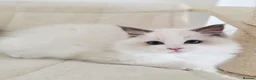 Ragdoll cats for sale: 💓please read🩵🏆European Champion lines 💫Tica - Advert 4