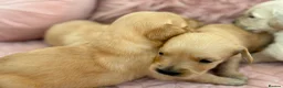 Golden Retriever dogs for sale: Golden Retriever Puppies - Advert 27