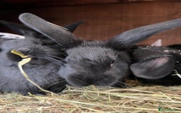 Mixed Breed rabbits for sale: Baby rabbits  - Advert 4