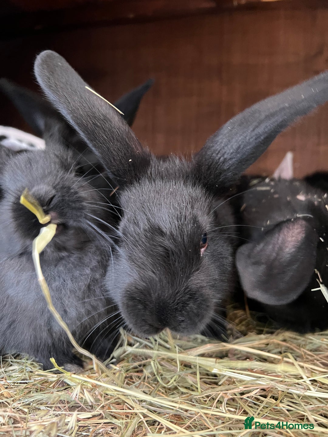 Mixed Breed rabbits for sale: Baby rabbits  - Advert 4