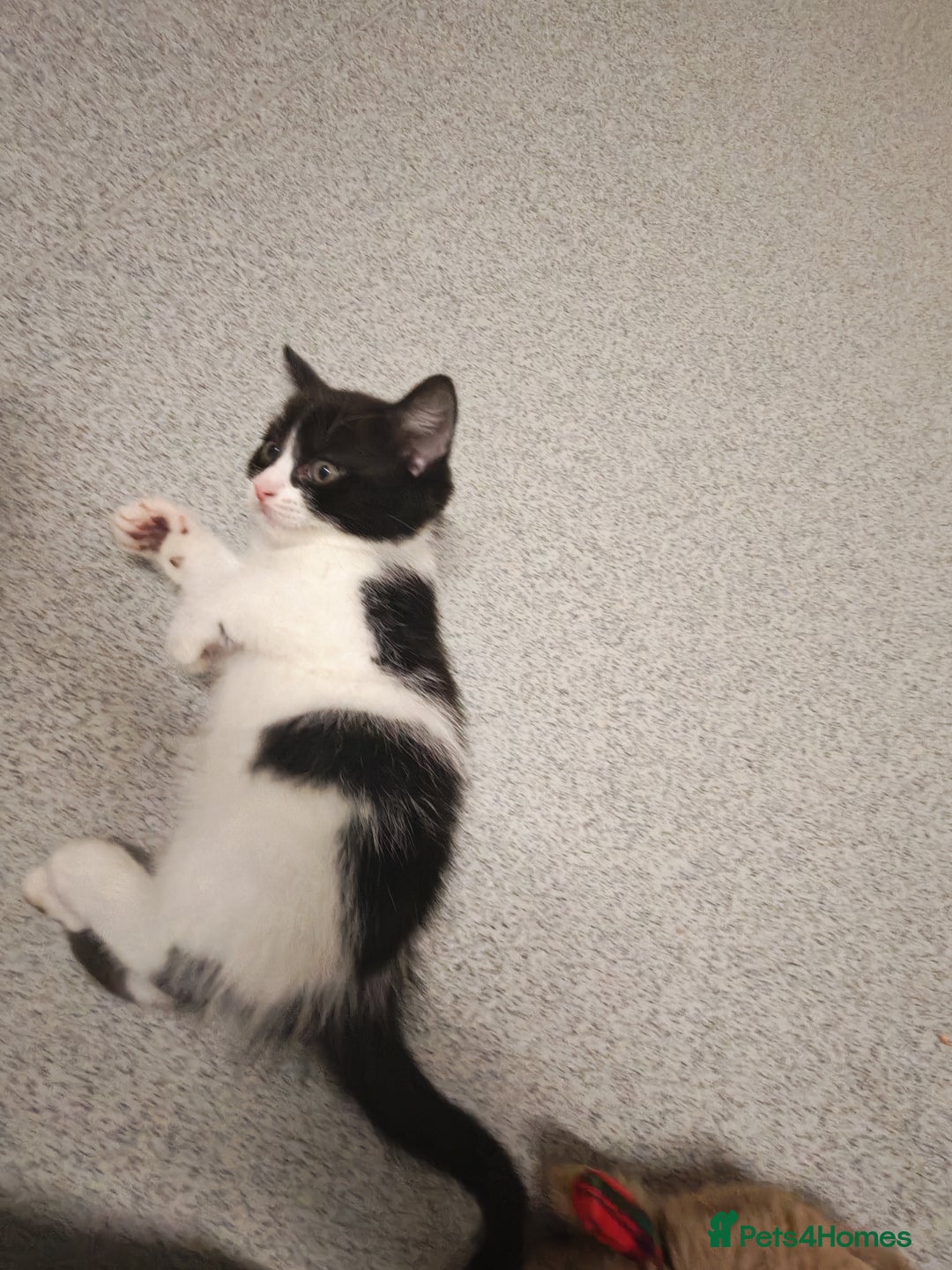 Mixed Breed cats for sale: Beautiful kitten for loving homes - Advert 3