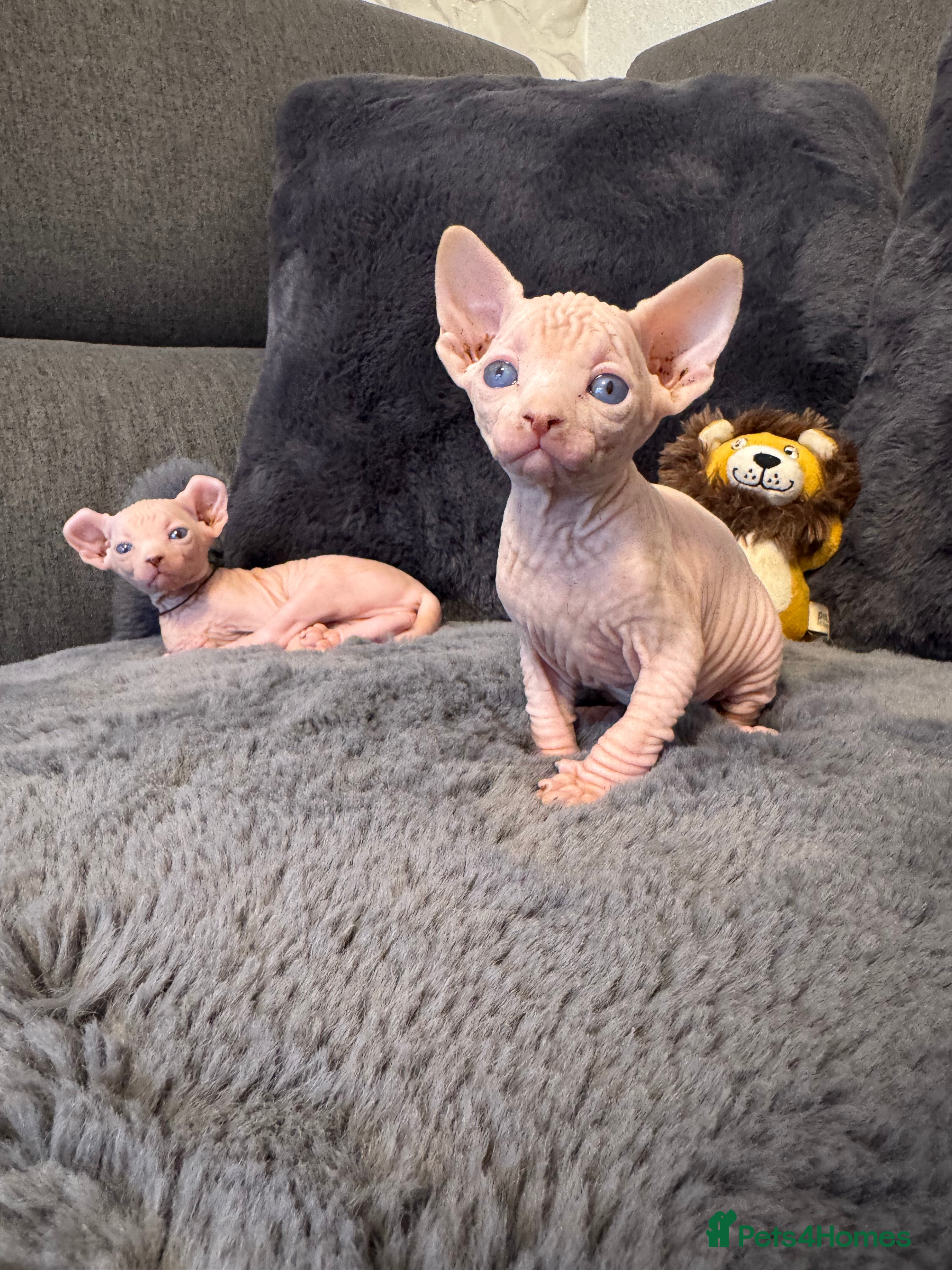 Sphynx cats Sfinx and Elf kittens🔥 - Advert 3