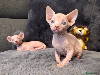 Sphynx cats Sfinx and Elf kittens🔥 - Advert 1