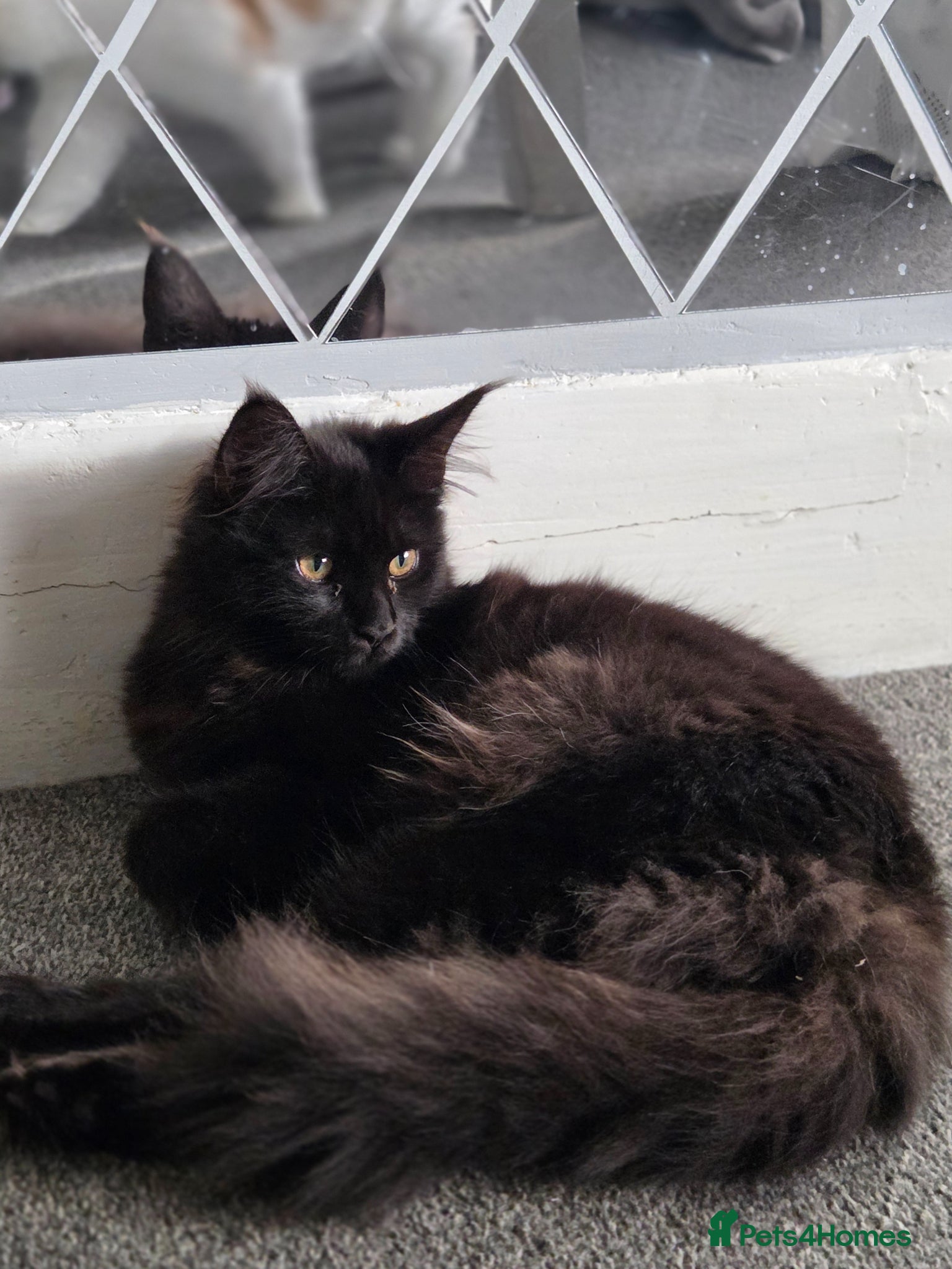Maine Coon cats 2 kittens left XL Maine Coon TICA registered  - Advert 2